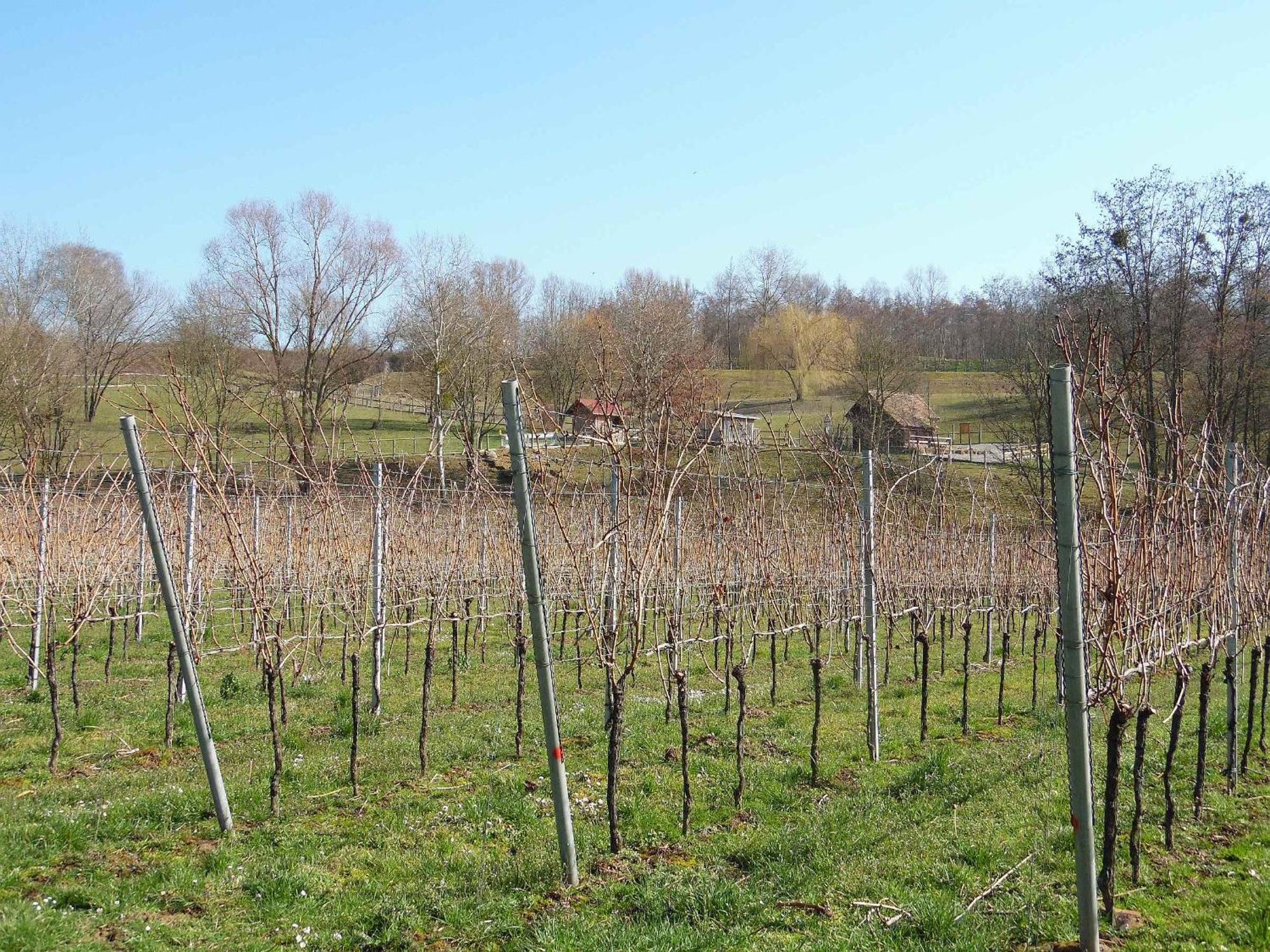 Ferienwohnungen Hog , Ringsheim Kültér fotó