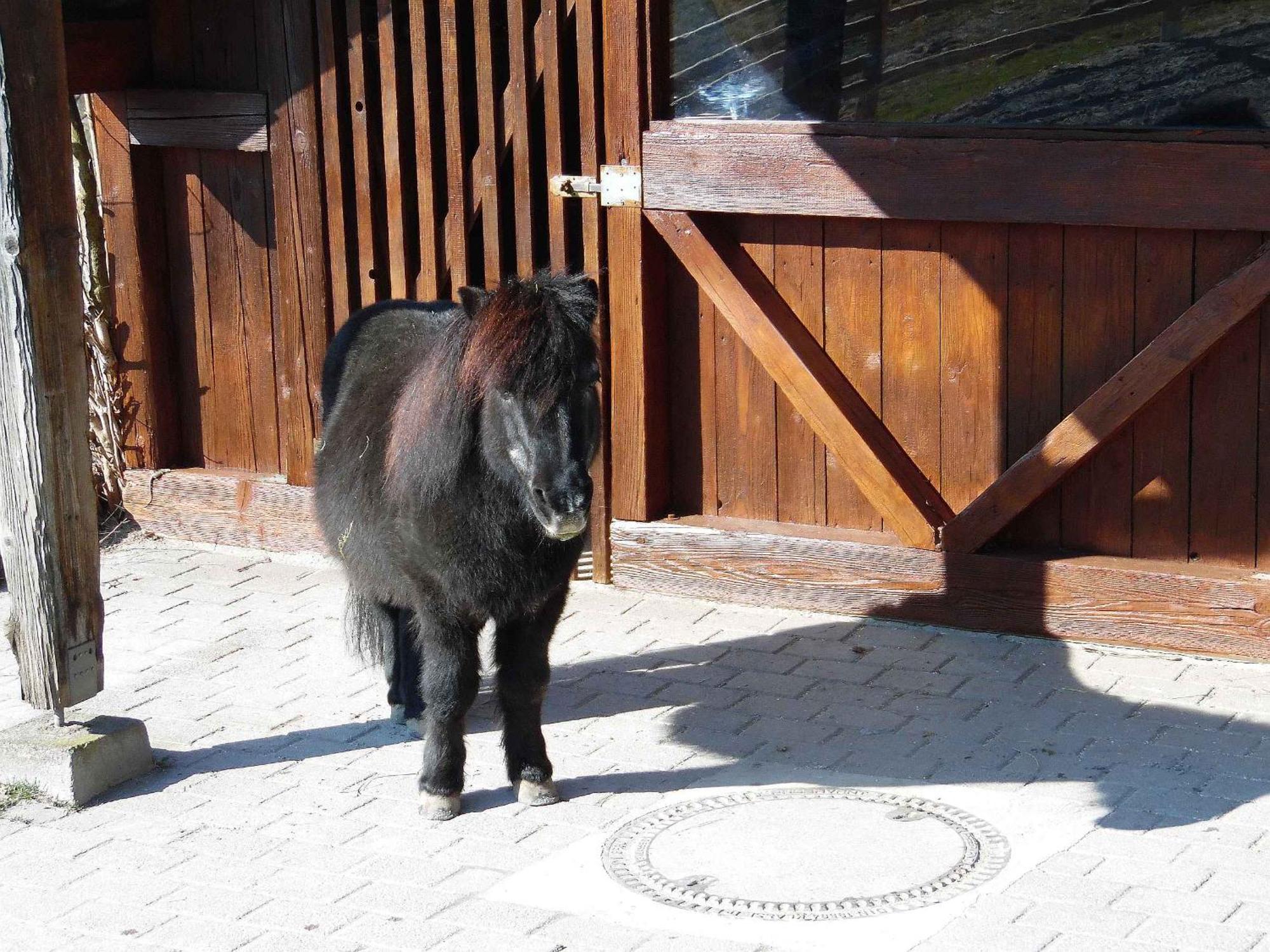 Ferienwohnungen Hog , Ringsheim Kültér fotó